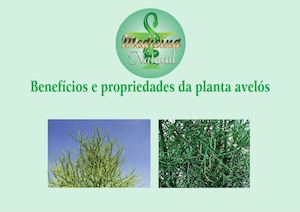 Benefícios E Propriedade Da Planta Avelós