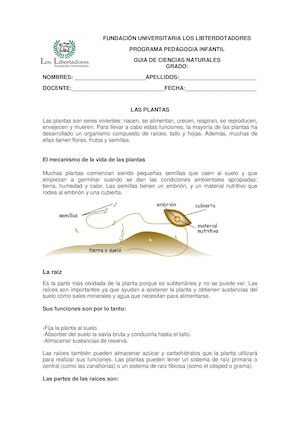 Guia # 5 Las Plantas
