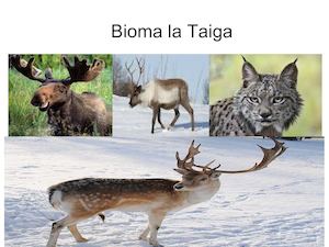 Taiga