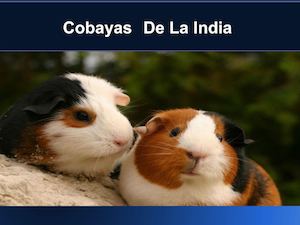 Cobayas De La India