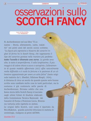 Osservazioni sullo Scotch Fancy