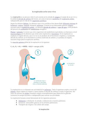 8 3 11 Aspe Dahiana Grajales Respiraciòn En Los Seres Vivos