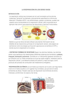 8 3 18 Aspe Camilamarin Respiracionenlosseresvivos