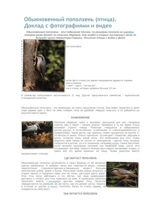 Обыкновенный поползень.