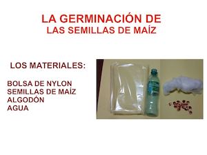 El Germinador De Maíz