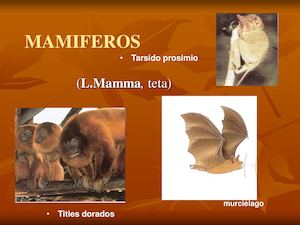 Mamiferos