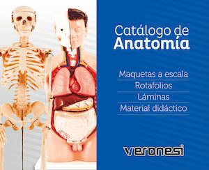 Anatomia