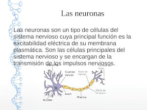 Neuronas