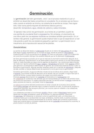 Germinación Work