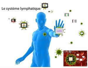 le système lymphatique