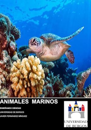 Animales Marinos