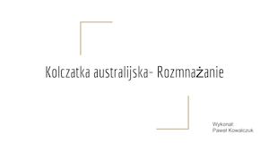 Kolczatka Australijska Rozmnażanie