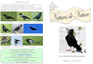 Le chocard à Bec Jaune