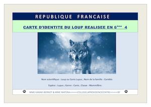 Carte d'identité du loup