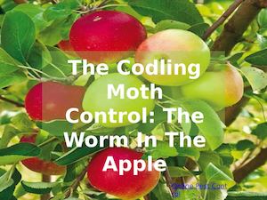 The Codling Moth Control The Worm In The Apple