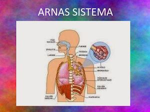 Arnas Sistema Maider03 Eta Eneko02