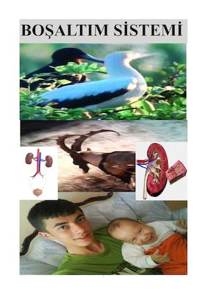 Hayvanlardaboaltmsistemi (1)