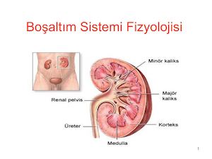 Boşaltım Sistemi Fizyolojisi