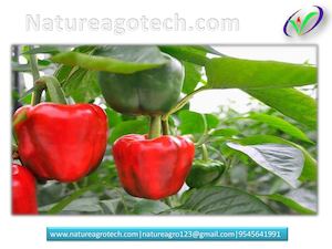 Ripening Chamber, Tissue Culture Banana, Colour Capsicum Plants