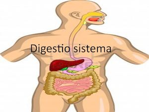 Digestio Sistema