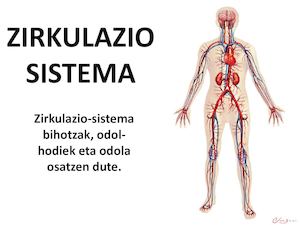 Zirkulazio Sistema