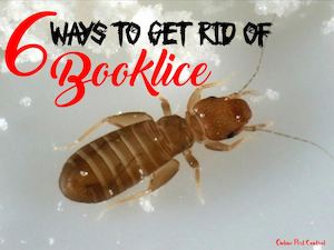 6 Ways To Get Rid Of Booklice