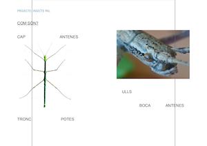 insecte pal