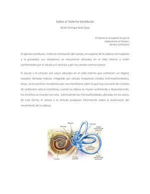 Sobre El Sistema Vestibular