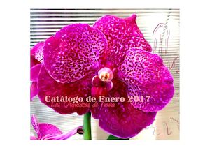 Novedades Enero 2017