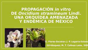 Propagación In Vitro Id