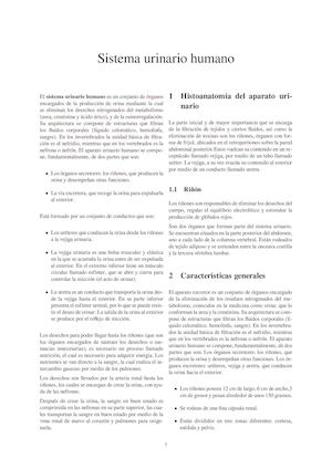 Sistema Urinario Humano