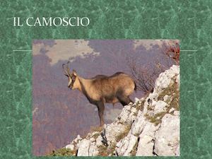 Il Camoscio