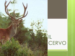 Il Cervo