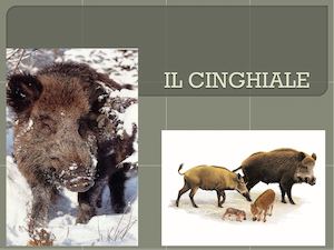 Il Cinghiale