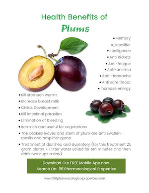 Amazing Health Benefits of Plum Fruits