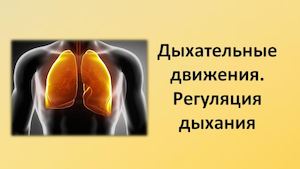 Дыхательные движения Регуляция дыхания
