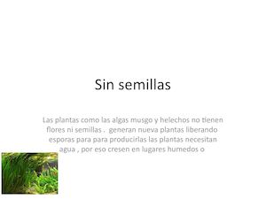 Sin Semillas