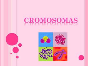 Ppt Cromosomas1