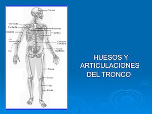 Huesosyarticulacionesdeltronco