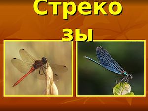 СтрекозЫ