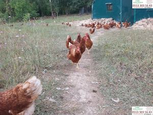 (0553 303 56 43) -İstanbul Kartal Alo Günlük Süt, Kartal Doğal Köy Yumurtası, Günlük Taze Keçi Sütü