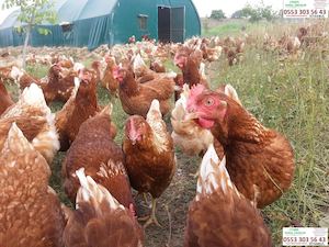 (0553 303 56 43) -İstanbul Pendik Alo Günlük Süt, Pendik Doğal Köy Yumurtası, Günlük Taze Keçi Sütü