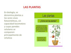 LAS PLANTAS