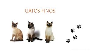 Gatos Finos