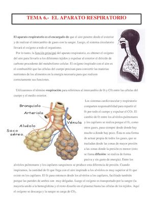 Sistema Respiratorio