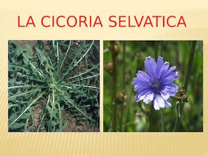 La Cicoria Selvatica: Cichorium intybus L.