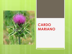 Cardo Mariano: Sylibum marianum L.