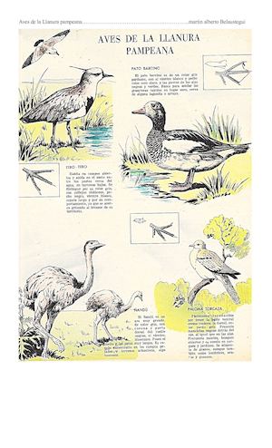 Aves de la Llanura Pampeana