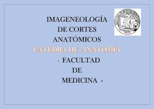 Imágenes De Cortes Anatómicos Del Cuerpo Humano