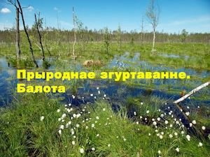 Раслінны і жывёльны свет балот